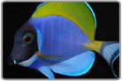 Powder Blue Tang